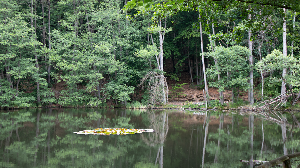 Mühlenteich der Boltenmühle bei 53.0372067, 12.8039617 mit Seerosen, Waldspiegelung und ruhiger Naturkulisse in der Ruppiner Schweiz.
