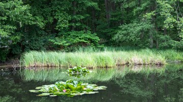 Seerosenteich bei der Boltenmühle