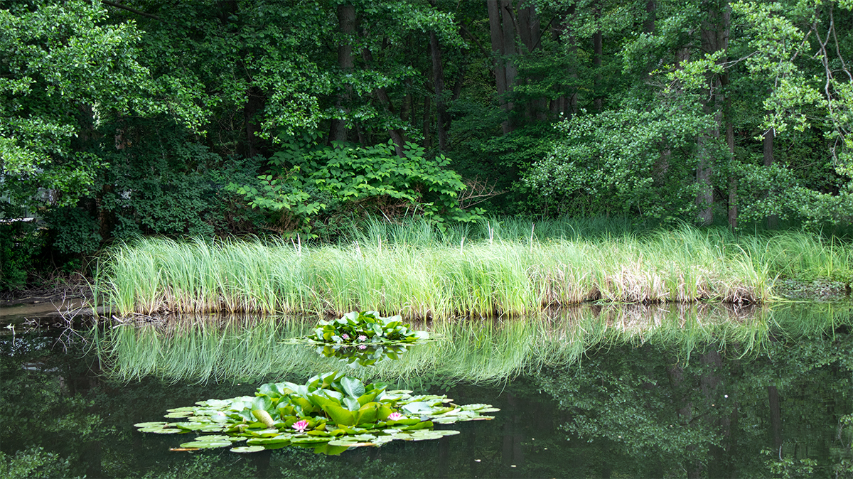 Seerosenteich bei der Boltenmühle bei 53.0372067, 12.8039617 mit Schilf, Waldsaum, ruhigem Wasser und blühenden Seerosen in der Ruppiner Schweiz. Bildunterschrift HTML