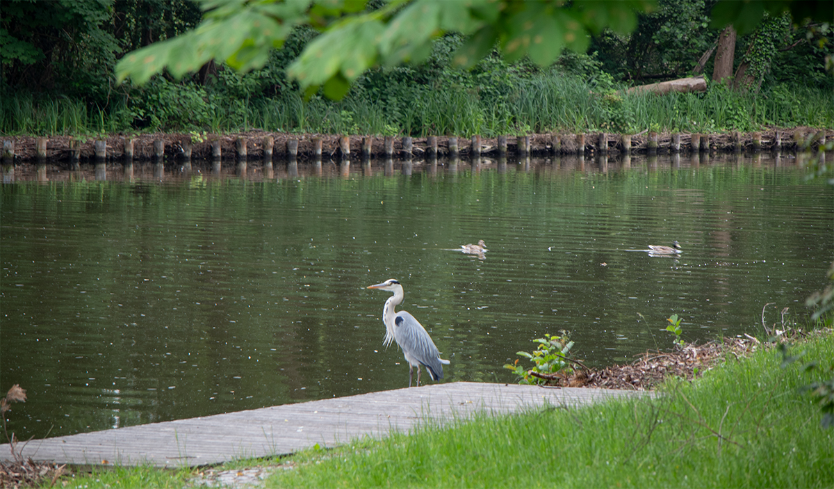 Ruhiger Angelplatz am Rhin in Alt Ruppin bei 52.9463750, 12.8453083 mit naturnaher Uferlandschaft und erholsamer Atmosphäre.