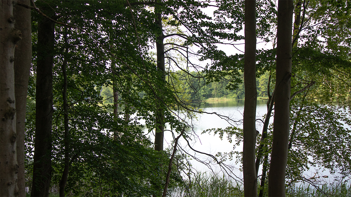 Ruhiger Ausblick auf den Tornowsee bei 53.0296783, 12.8022333 mit Blick über das Wasser, stiller Naturatmosphäre und erholsamem Uferbereich.